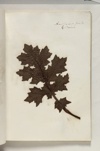 Acanthus Leaf from the Coliseum by Thomas Cole